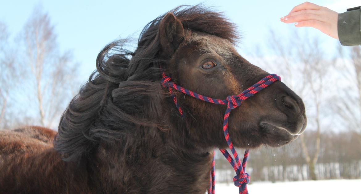 Anden særlig race Tulle billede 16