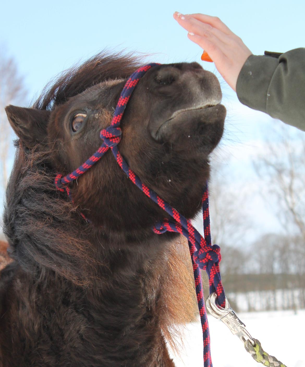 Anden særlig race Tulle billede 18