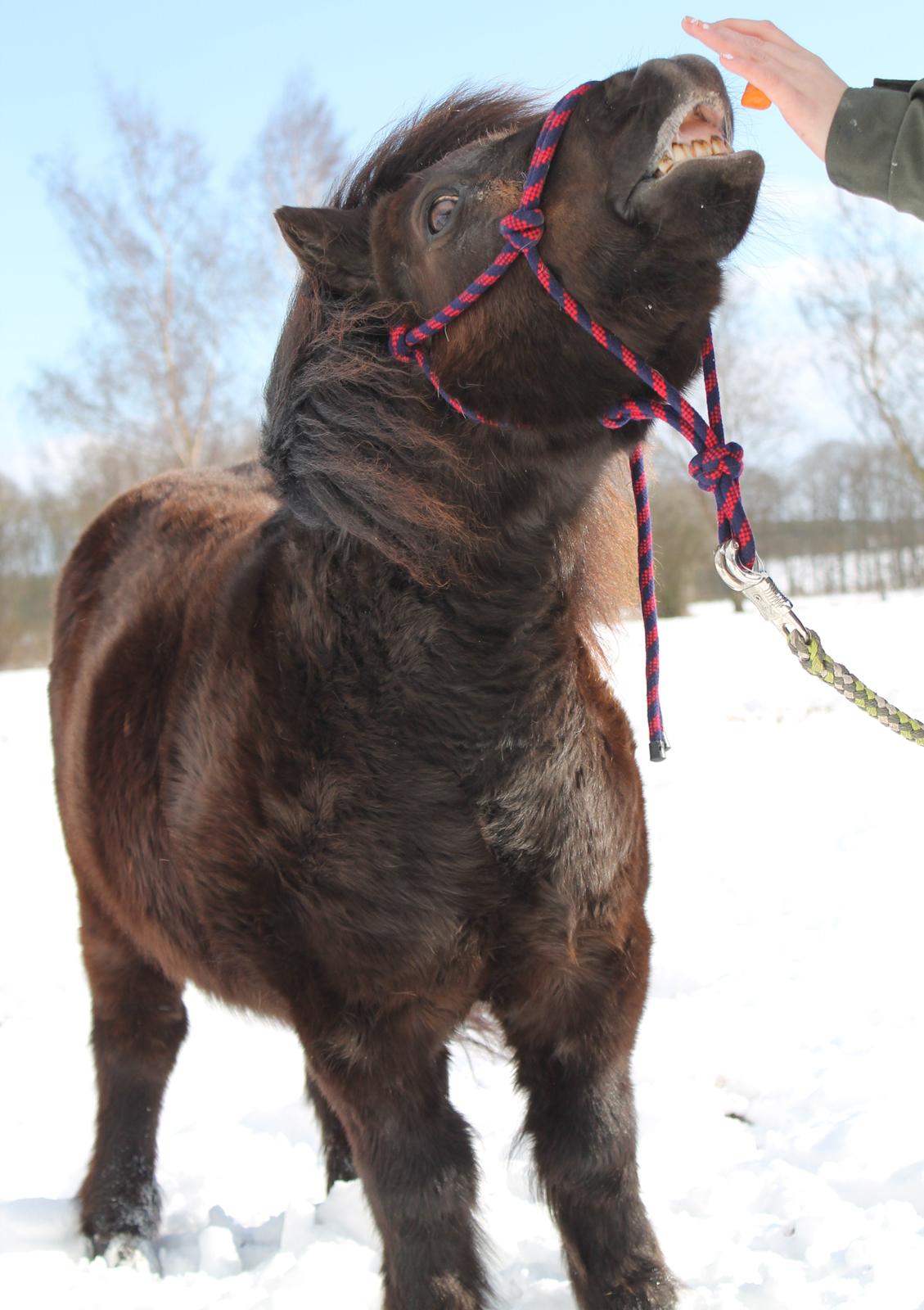 Anden særlig race Tulle billede 6