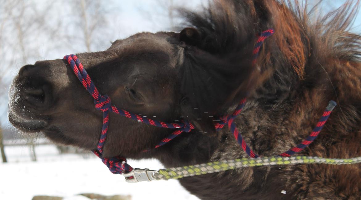 Anden særlig race Tulle billede 19
