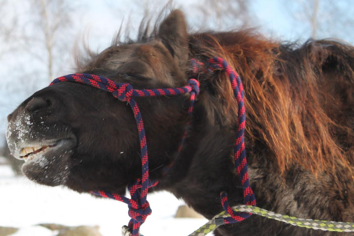 Anden særlig race Tulle - 23-03-2013
Shake it girl, Shake it! billede 1