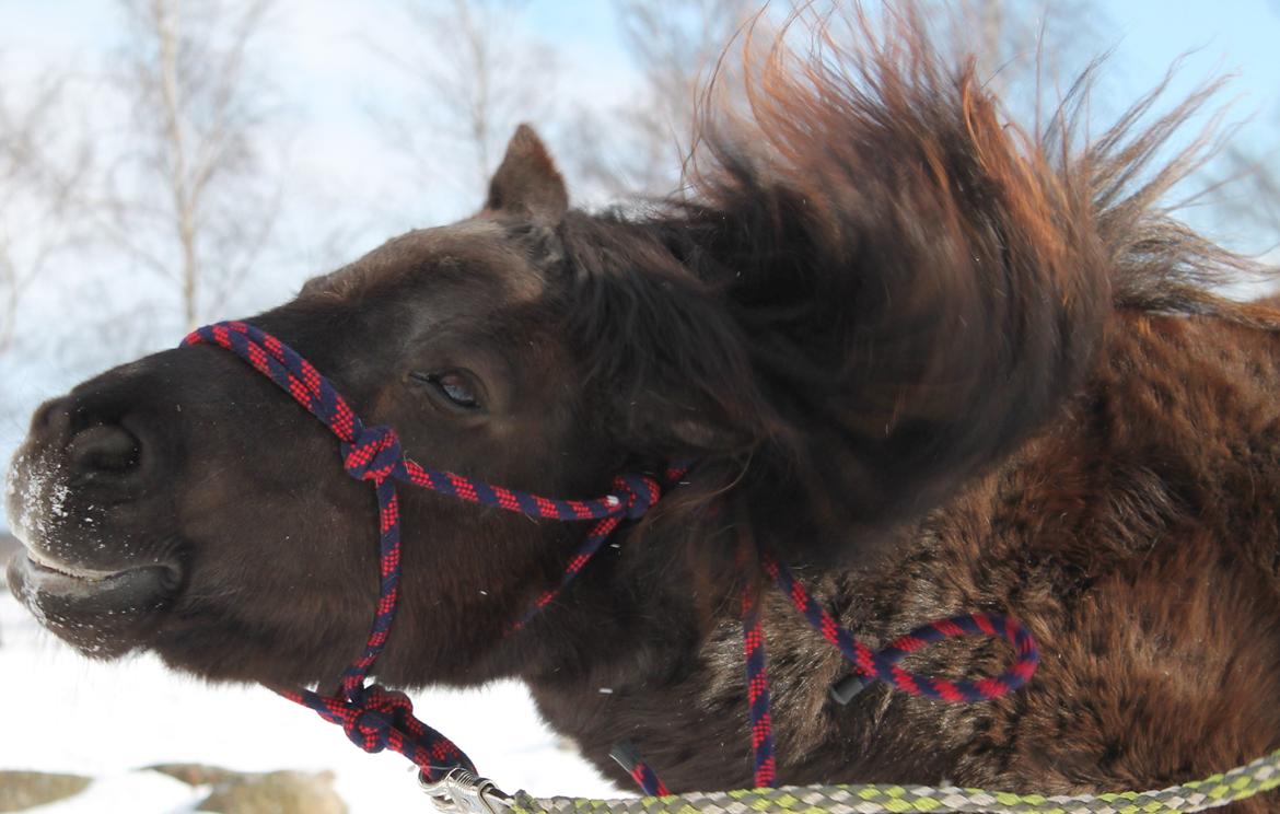 Anden særlig race Tulle billede 3