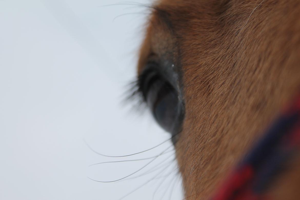 Anden særlig race Zille - 23-03-2013
Ved ikke hvorfor. Men jeg elsker det her billede! billede 5