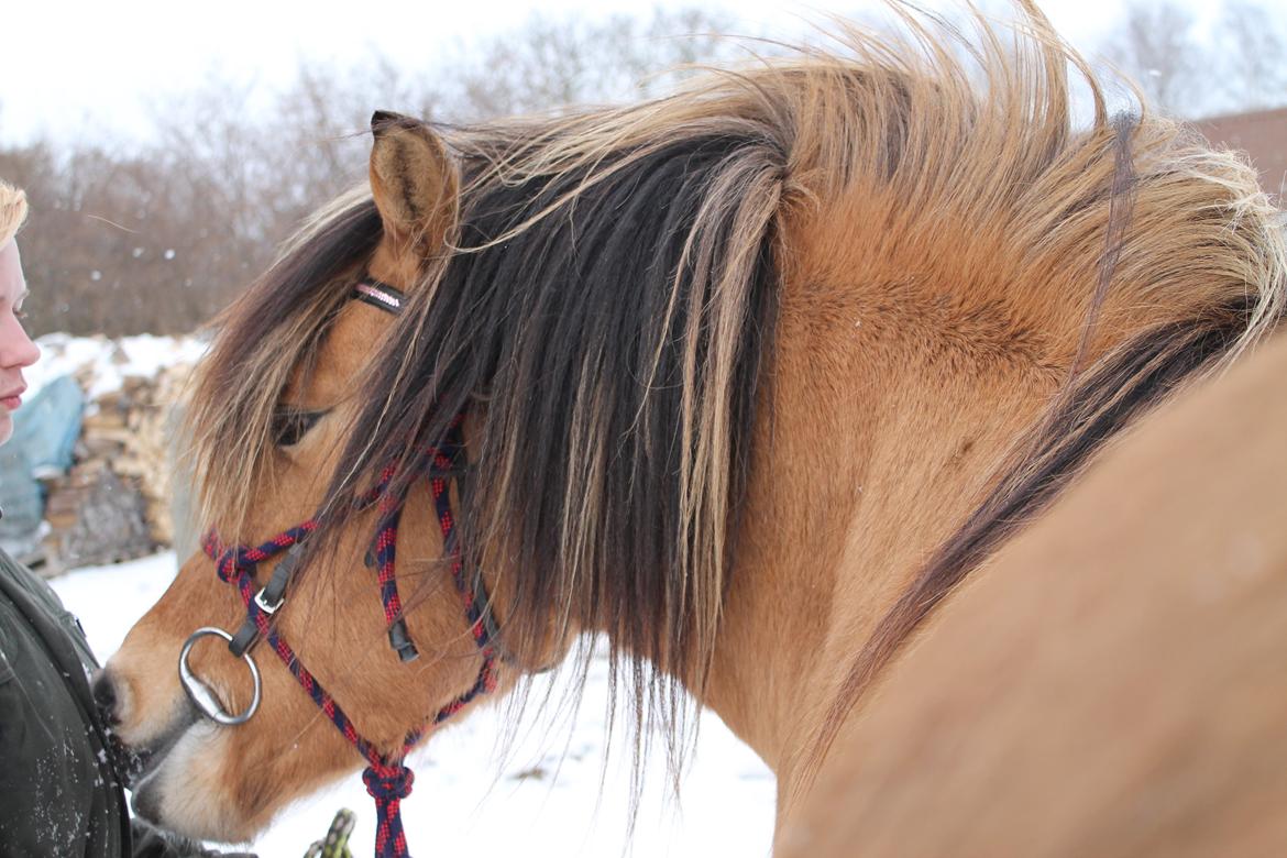 Anden særlig race Zille billede 13