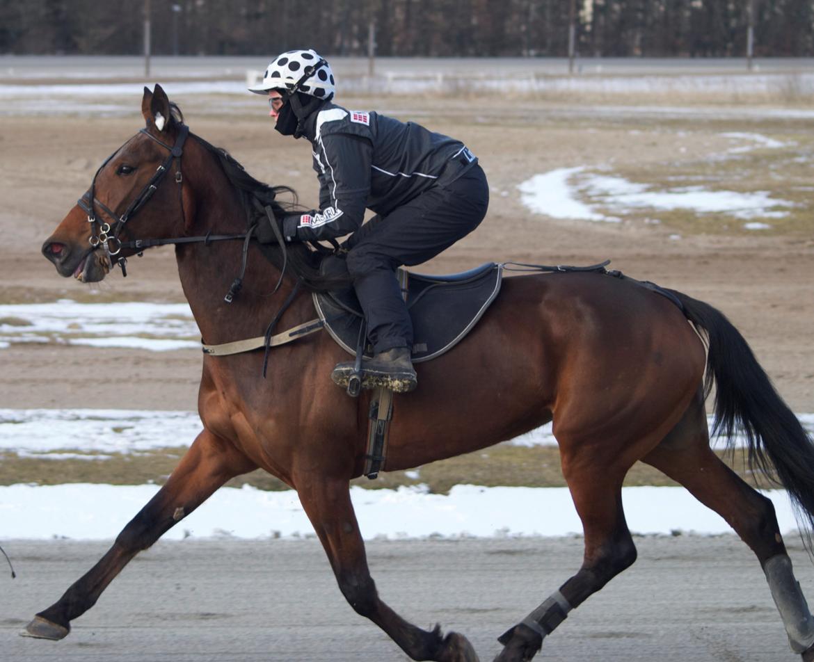 Traver Dream Turbo - HVIL I FRED! - Christina Lindhardt ude og opvarme Dream inde hun skal i prøvløb :-).
den 23 Marts 2013 - Billund Trav billede 6