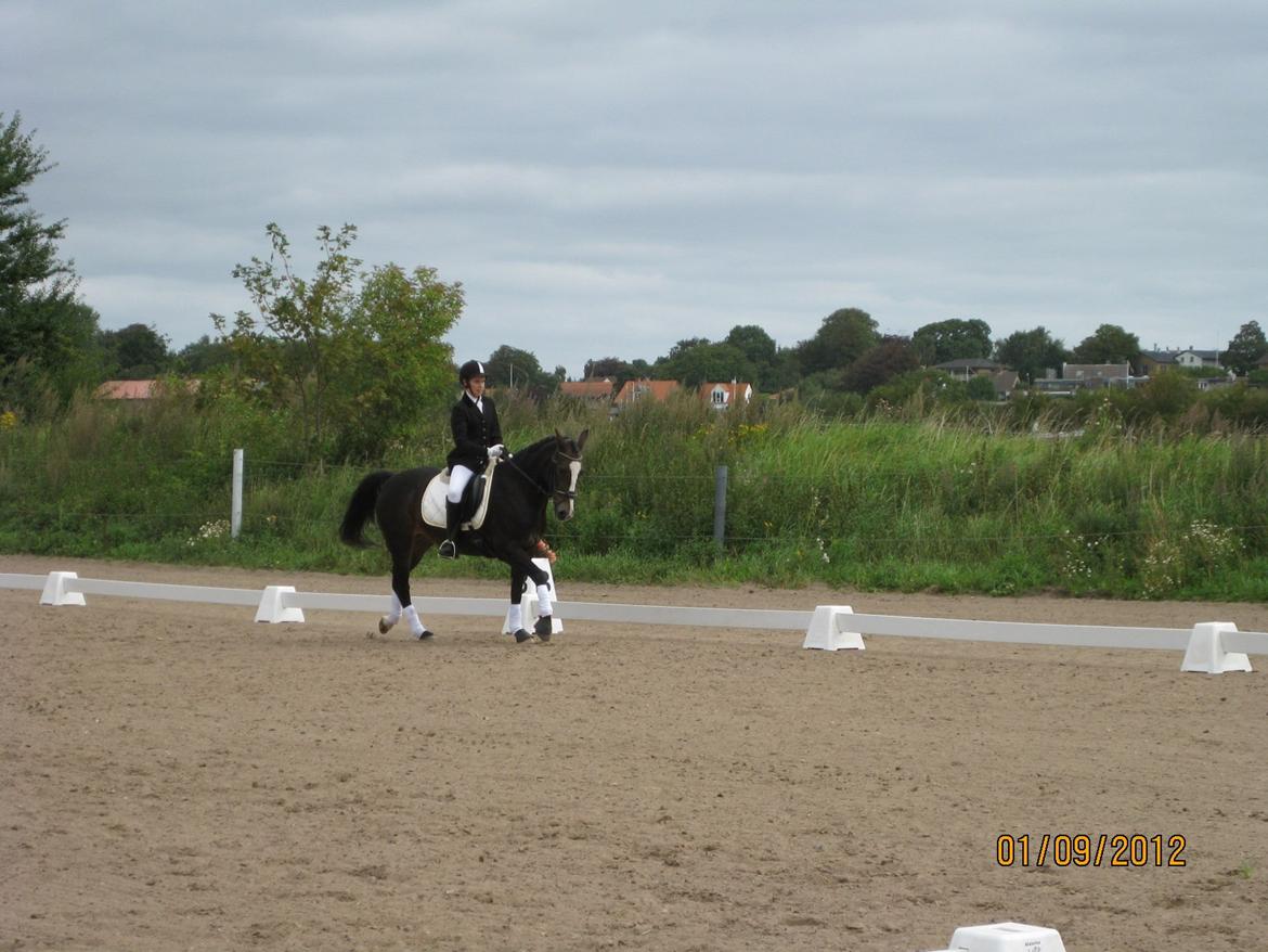 Hollandsk Sportspony Maggie [Himmelhest] - Stævne - 2012 ;-)
- Læg en bedømmelse, og jeg giver igen! :-)
Velkommen til Maggies profil:-D billede 1