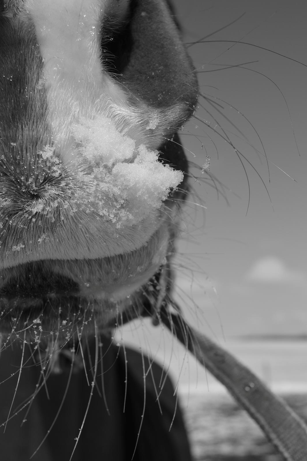 Anden særlig race Charlatan <3 - Fotograf: Nadja Andersen
 - F A R V E L - og tak fordi i kiggede forbi Charlatans profil :o) billede 19