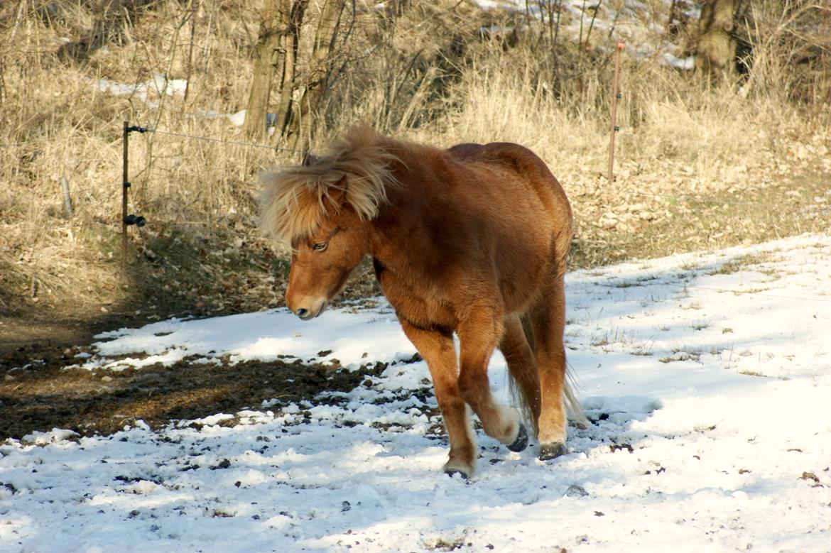Islænder Stjarni billede 20
