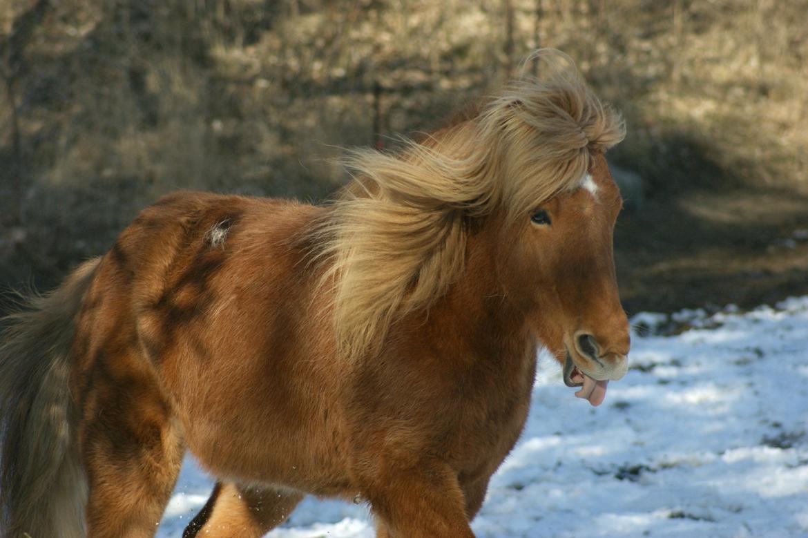 Islænder Stjarni billede 5