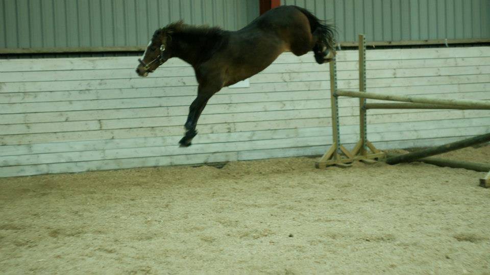 New Forest Staldbakkens Tic-Tacs - Overspringe? Tssh nej da? Pony forsøren billede 7