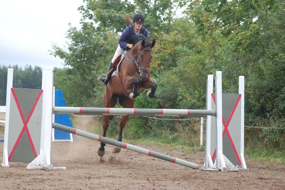 Dansk Varmblod Montana -S billede 3