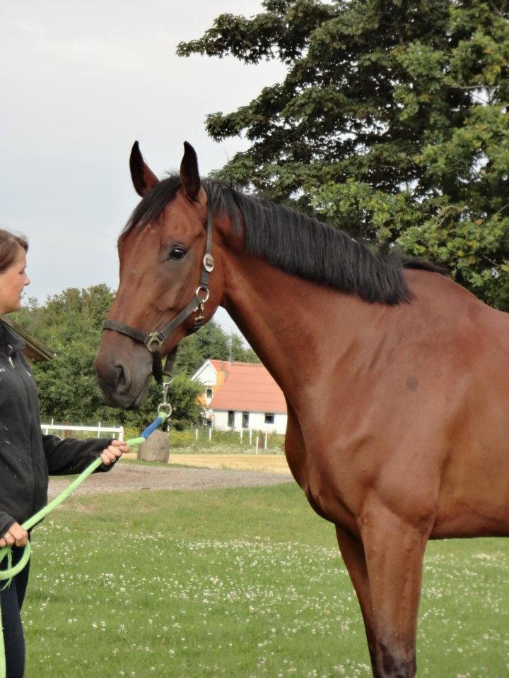 Dansk Varmblod Montana -S billede 4