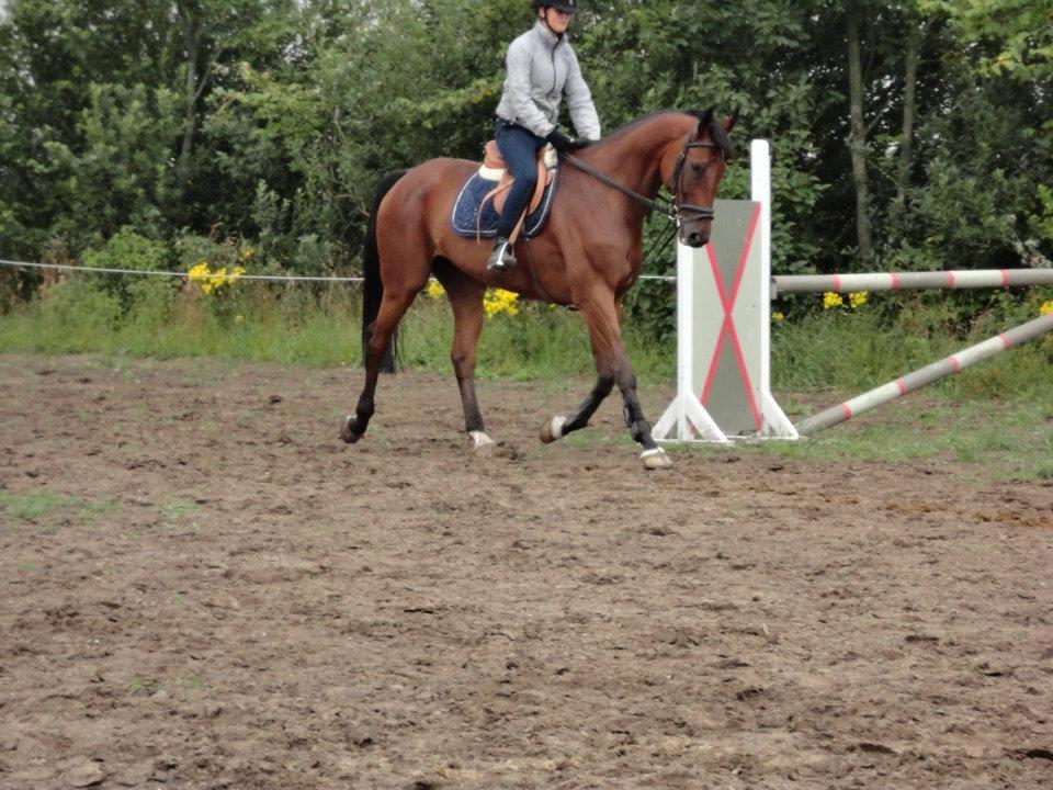 Dansk Varmblod Montana -S billede 5