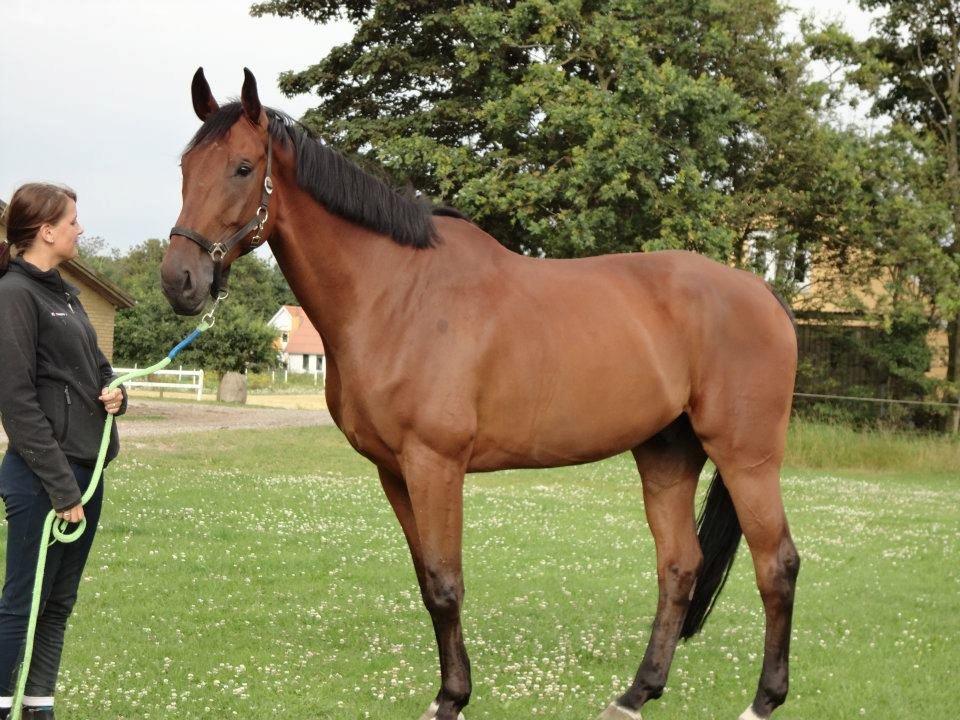 Dansk Varmblod Montana -S billede 6