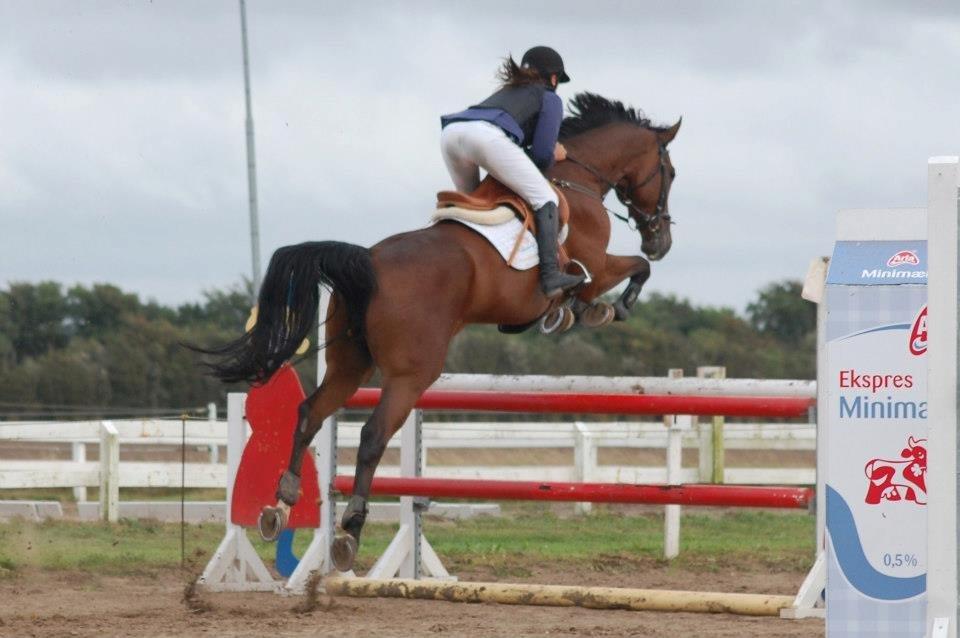 Dansk Varmblod Montana -S billede 7