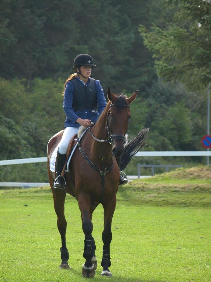 Dansk Varmblod Montana -S billede 8