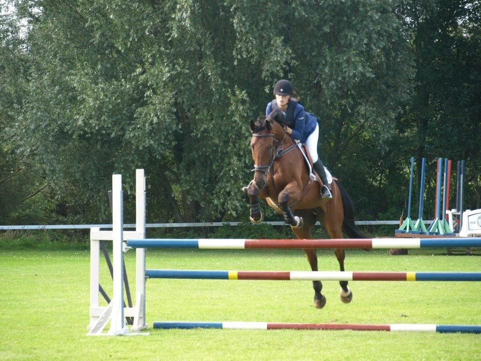 Dansk Varmblod Montana -S billede 9