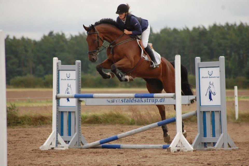 Dansk Varmblod Montana -S billede 1