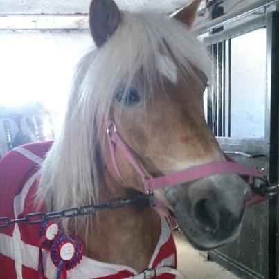 Haflinger Sabrina - Dyyygtig 2 Nul runder :)! billede 8