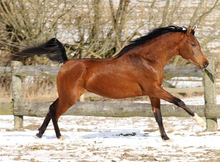 Arabisk fuldblod (OX) D. Matrix - SOLGT - billede 16