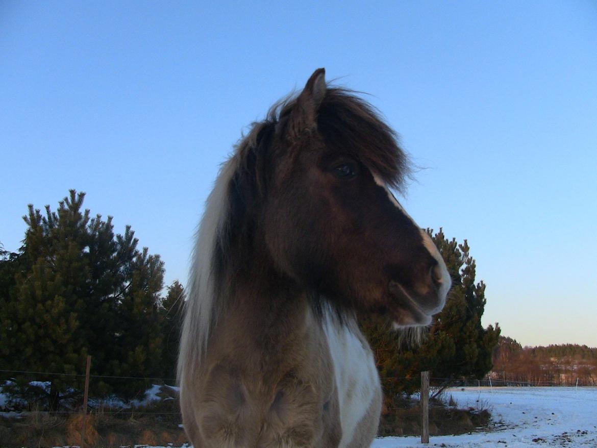 Islænder Rindur fra macusminde - tøssen i en sne vejrs dag<3<3<3 billede 15