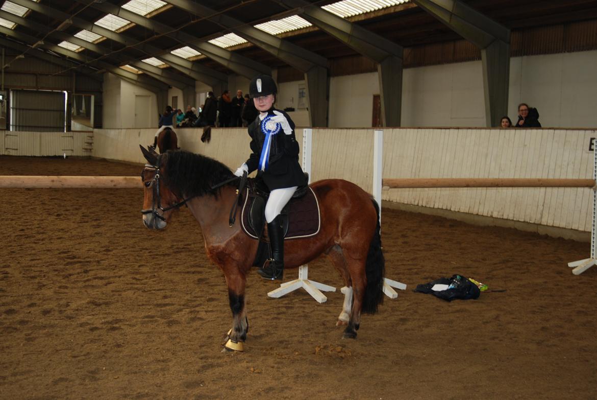 Anden særlig race Bølle Bob - 2-plads på verdens bedste Bølle <3 billede 1