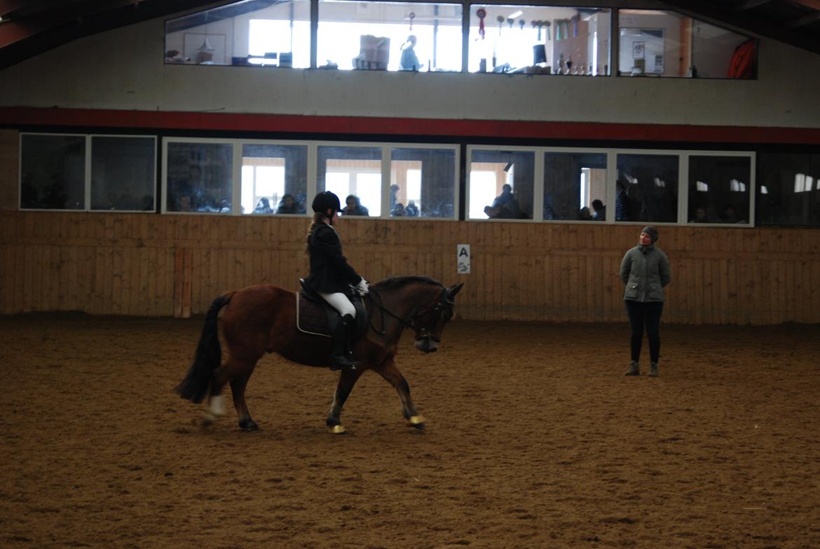 Anden særlig race Bølle Bob - Så fin :-) billede 4