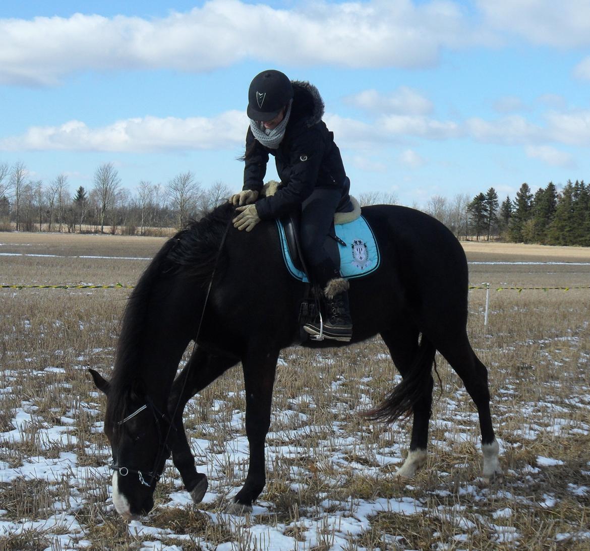 Anden særlig race Klitgaards Mr Big *R.I.P* - Første gang på ryggen af stjernen den 23 marts 2013, hans 3 års fødselsdag <3 billede 38
