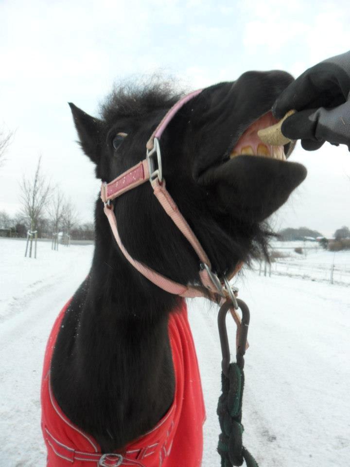 Anden særlig race Fie - Her øver vi lidt på trickset at smile :) billede 6