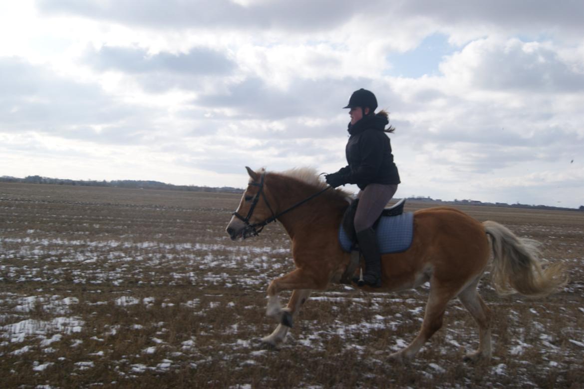 Haflinger Stald Gammel Lys' Ayla - Nu vil vi gallopere videre :)

Mojn :D billede 19
