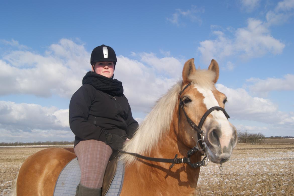 Haflinger Stald Gammel Lys' Ayla billede 11