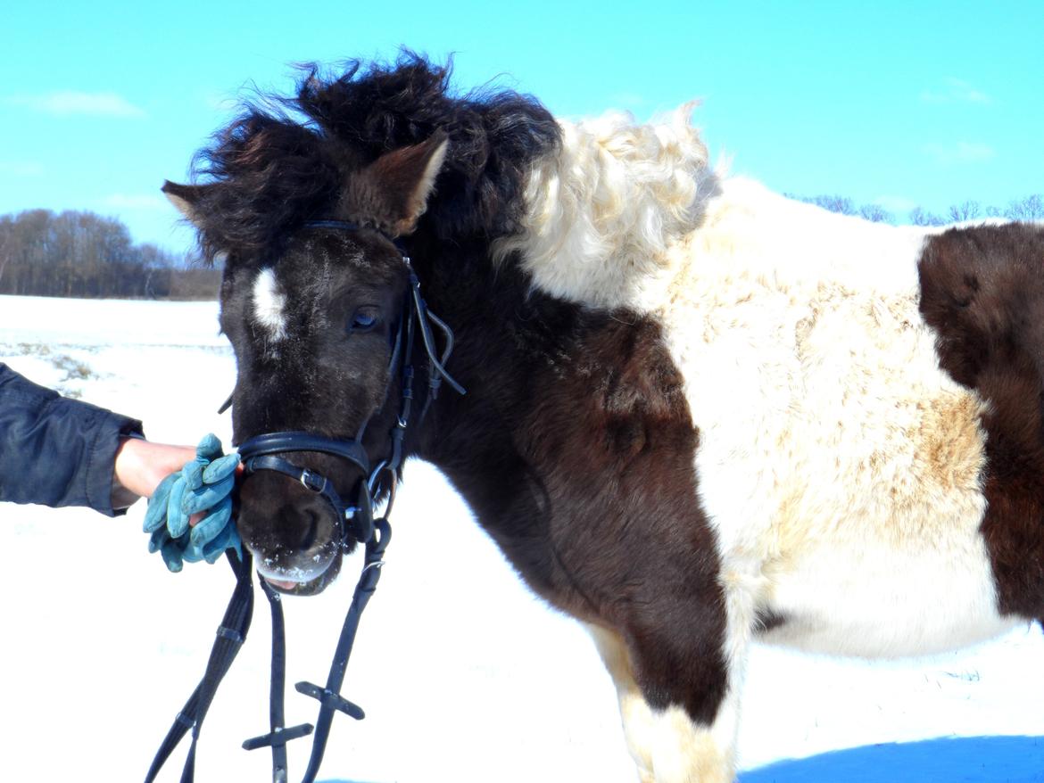 Shetlænder Zika billede 16