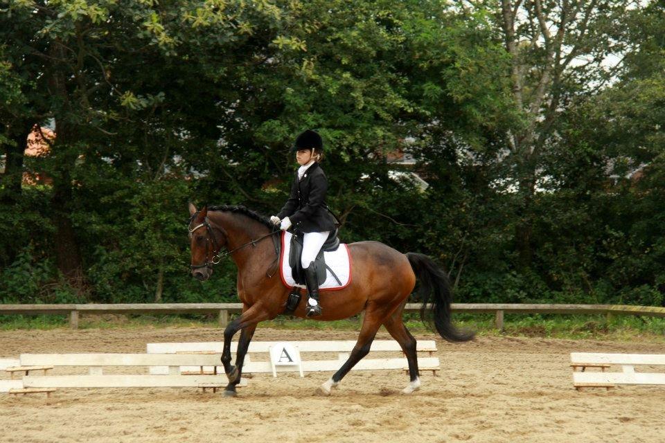 DSP Darling (Prinsessen<3) - Seje pony!<3 PONYUGE 2012 ! billede 15