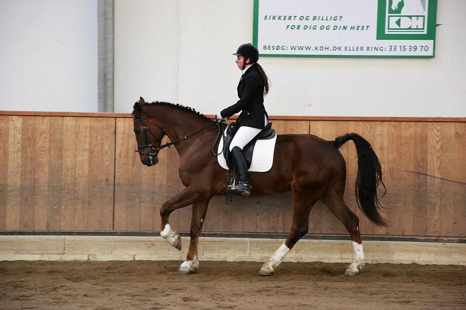 Anden særlig race Big Brother - Mig og Big til stævne 10/3-13. LB1. Foto: Luna Palmgreen billede 1
