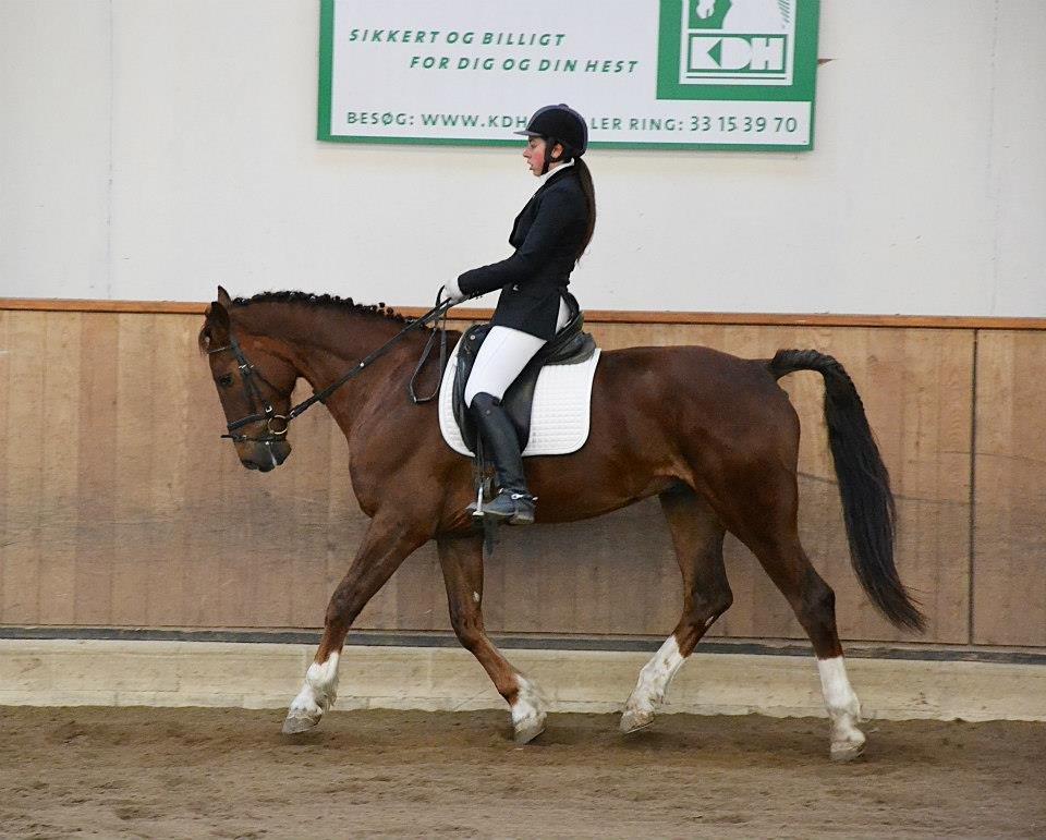 Anden særlig race Big Brother - Mig og Big til stævne 10/3-13. LB1. Foto: Luna Palmgreen billede 16