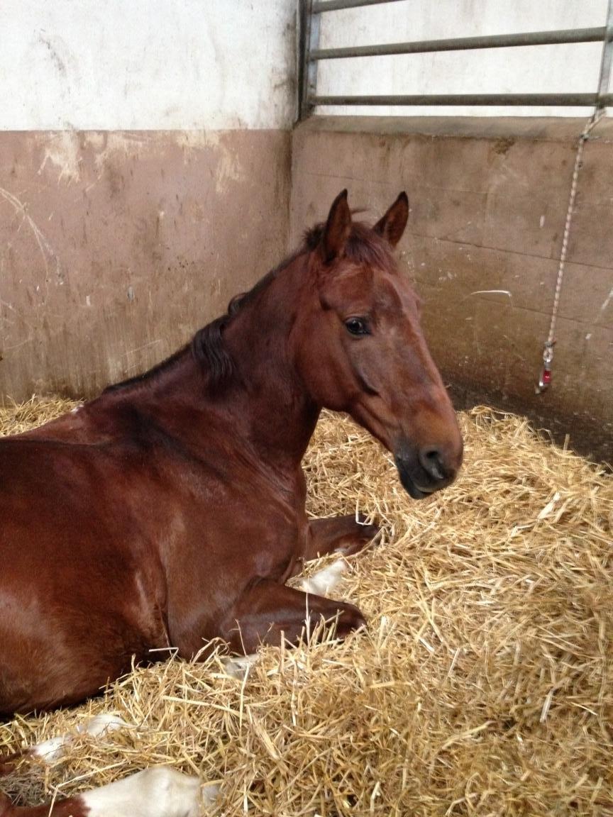 Anden særlig race Big Brother - Dejlige Big <3 Foto: Sofie Christensen billede 18