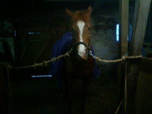 Hollandsk Sportspony zoe v.d. noarderein billede 8