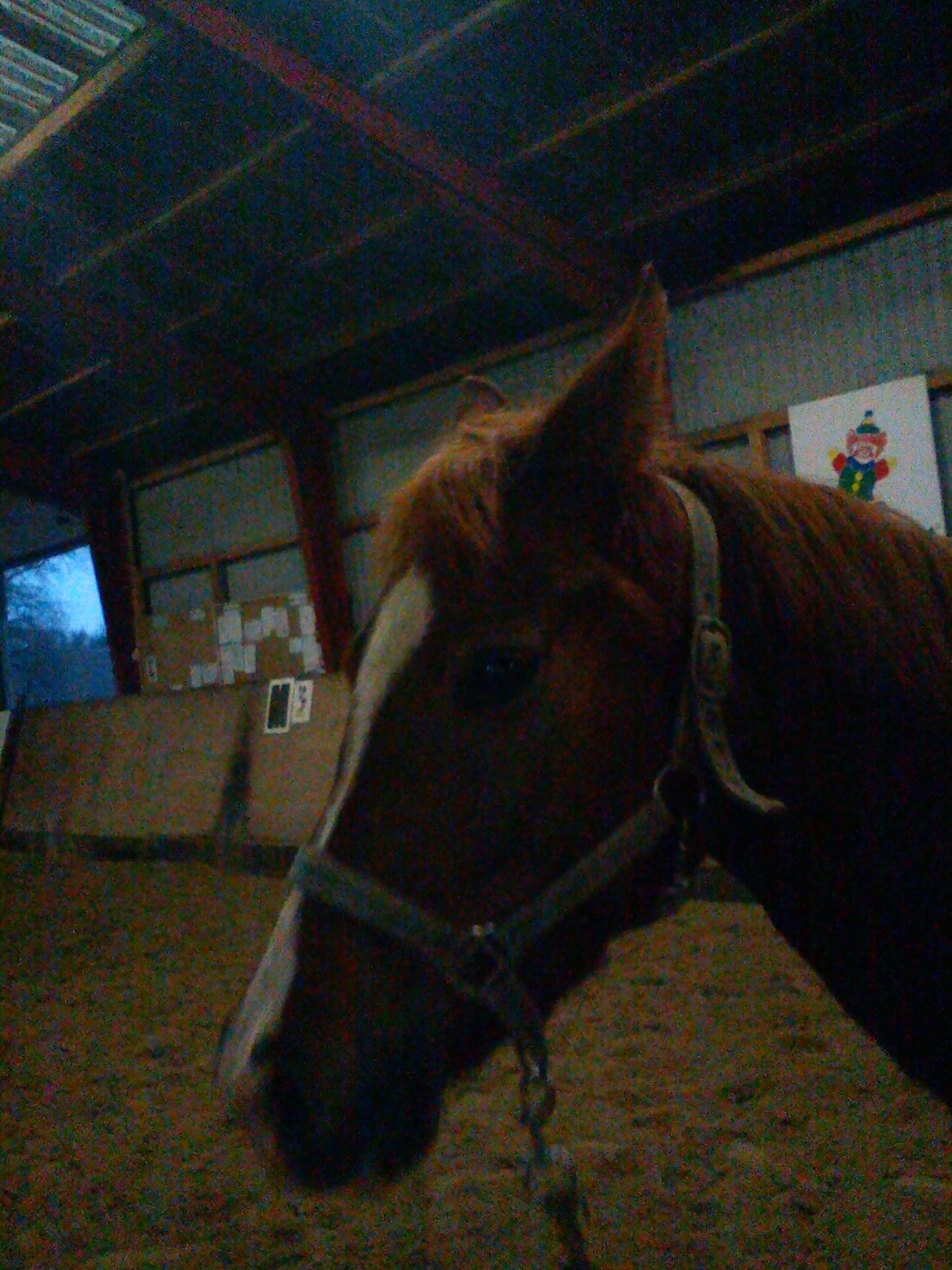 Hollandsk Sportspony zoe v.d. noarderein billede 9