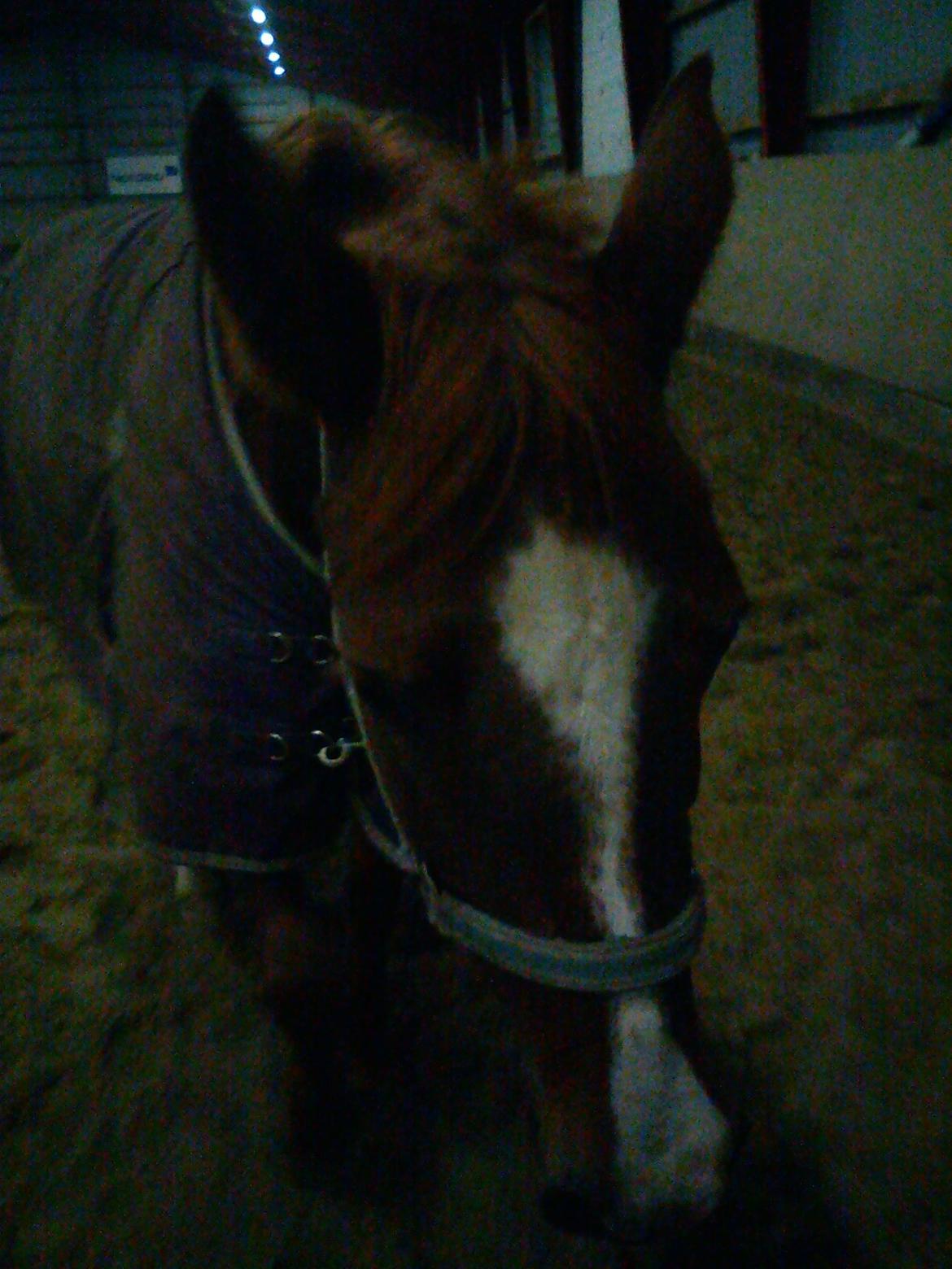 Hollandsk Sportspony zoe v.d. noarderein billede 10