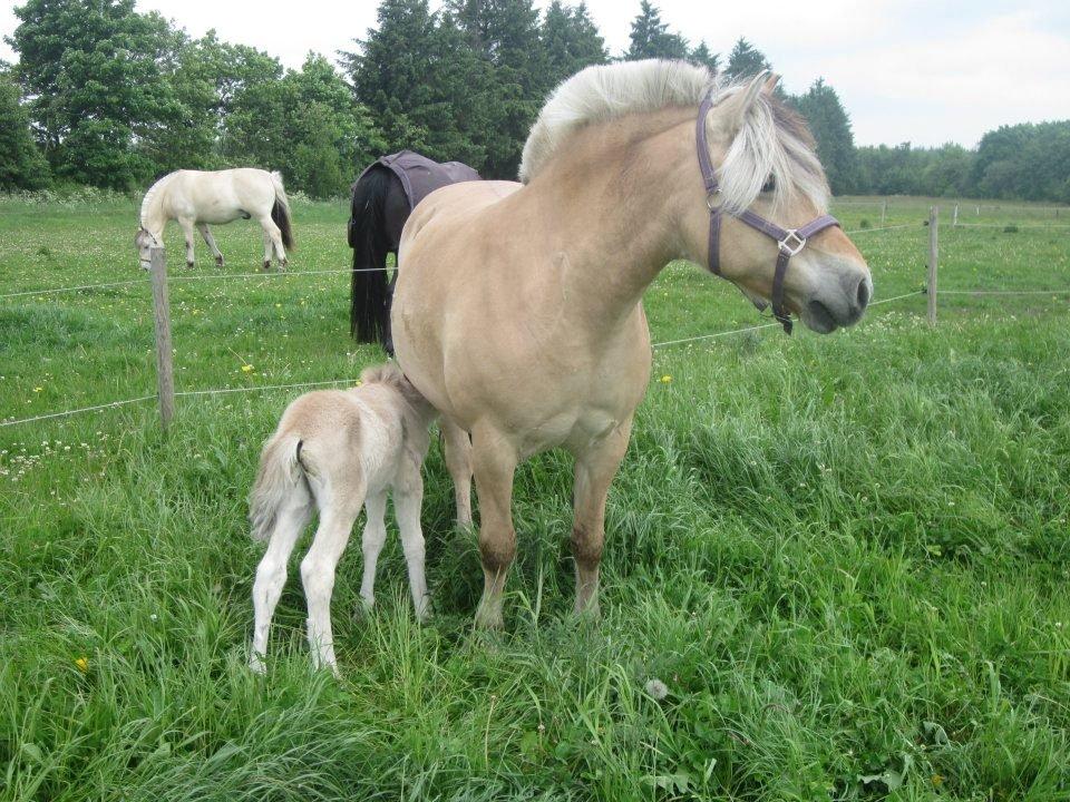 Fjordhest Fanta billede 2