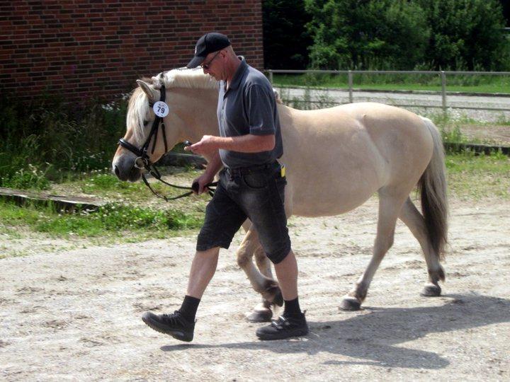 Fjordhest Fanta billede 3