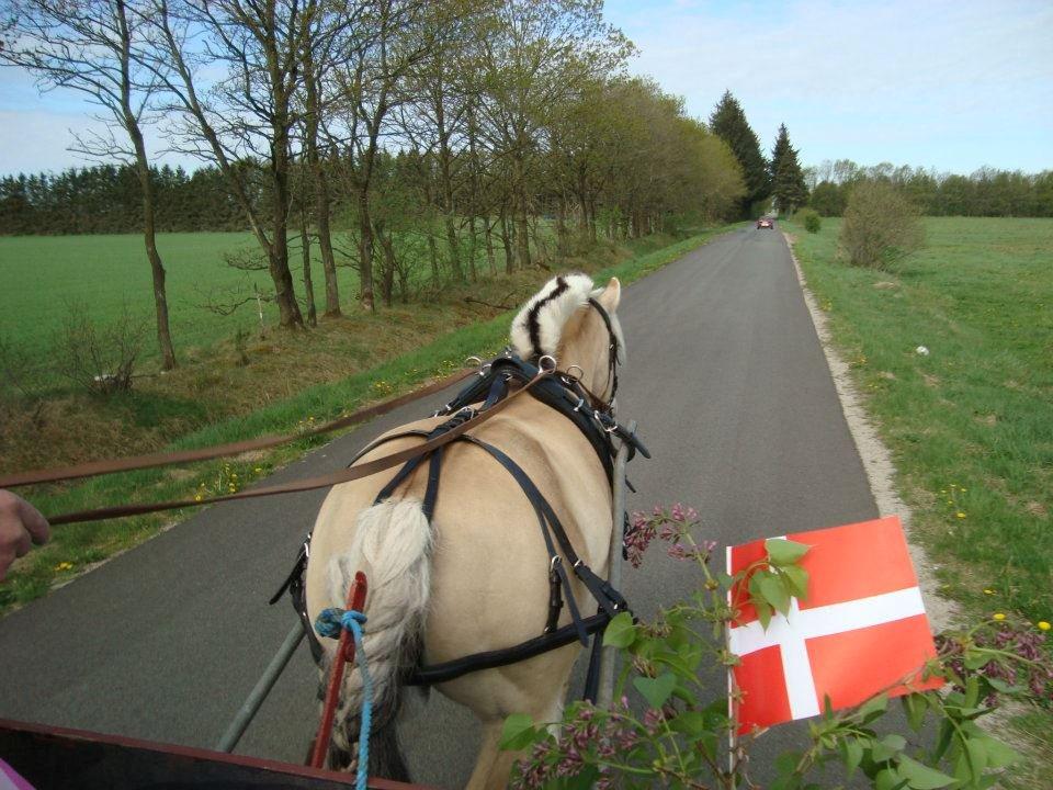 Fjordhest Fanta billede 5