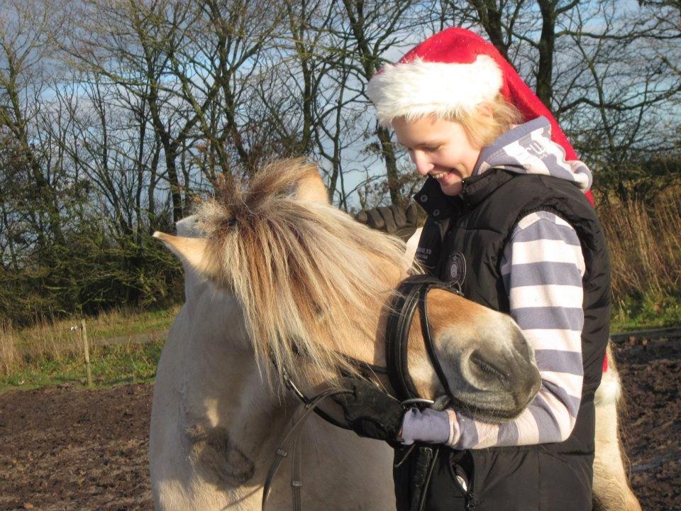 Fjordhest Fanta billede 12