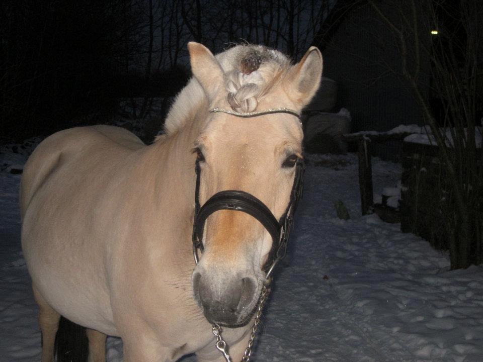 Fjordhest Fanta billede 14