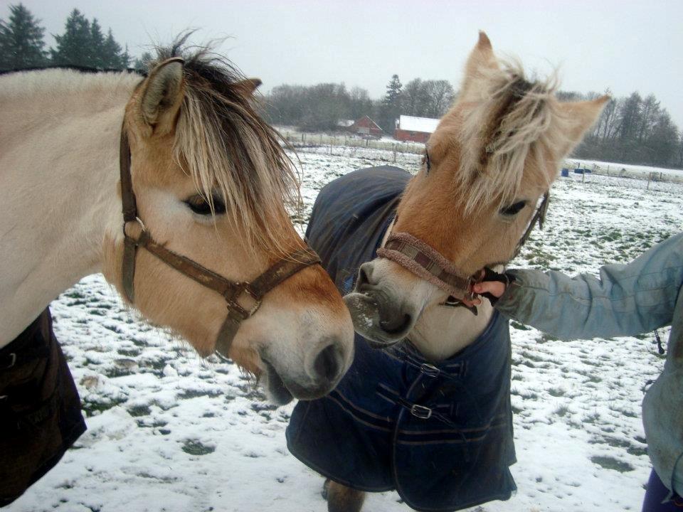 Fjordhest Fanta billede 16