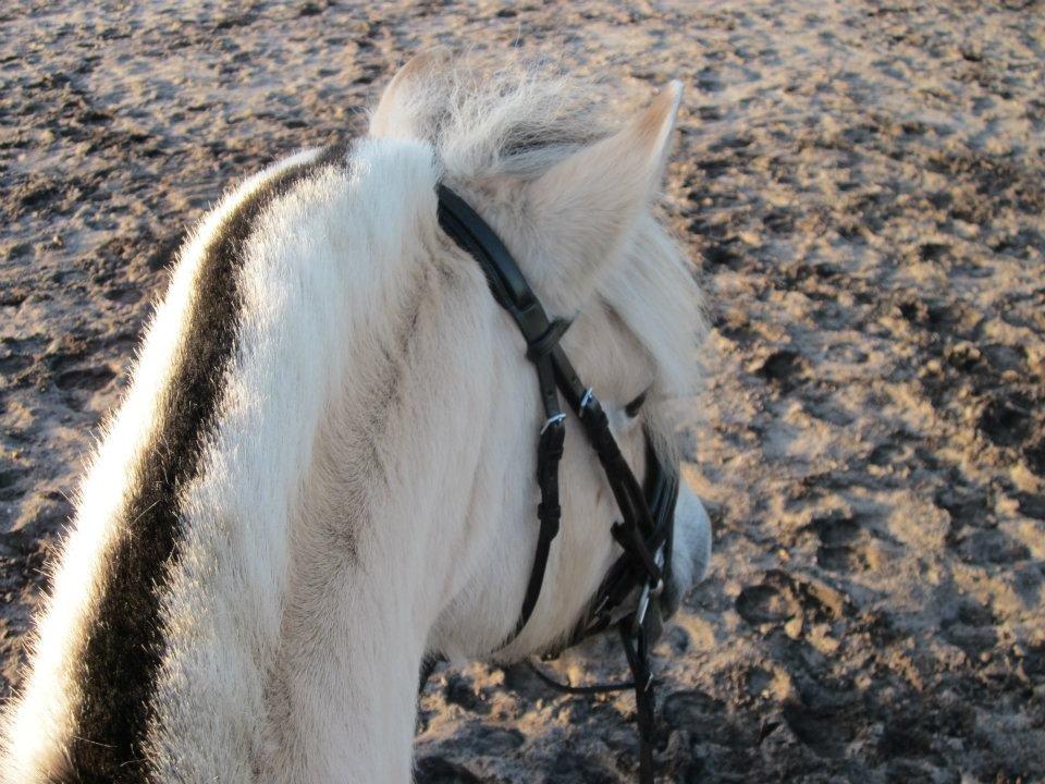 Fjordhest Fanta billede 17