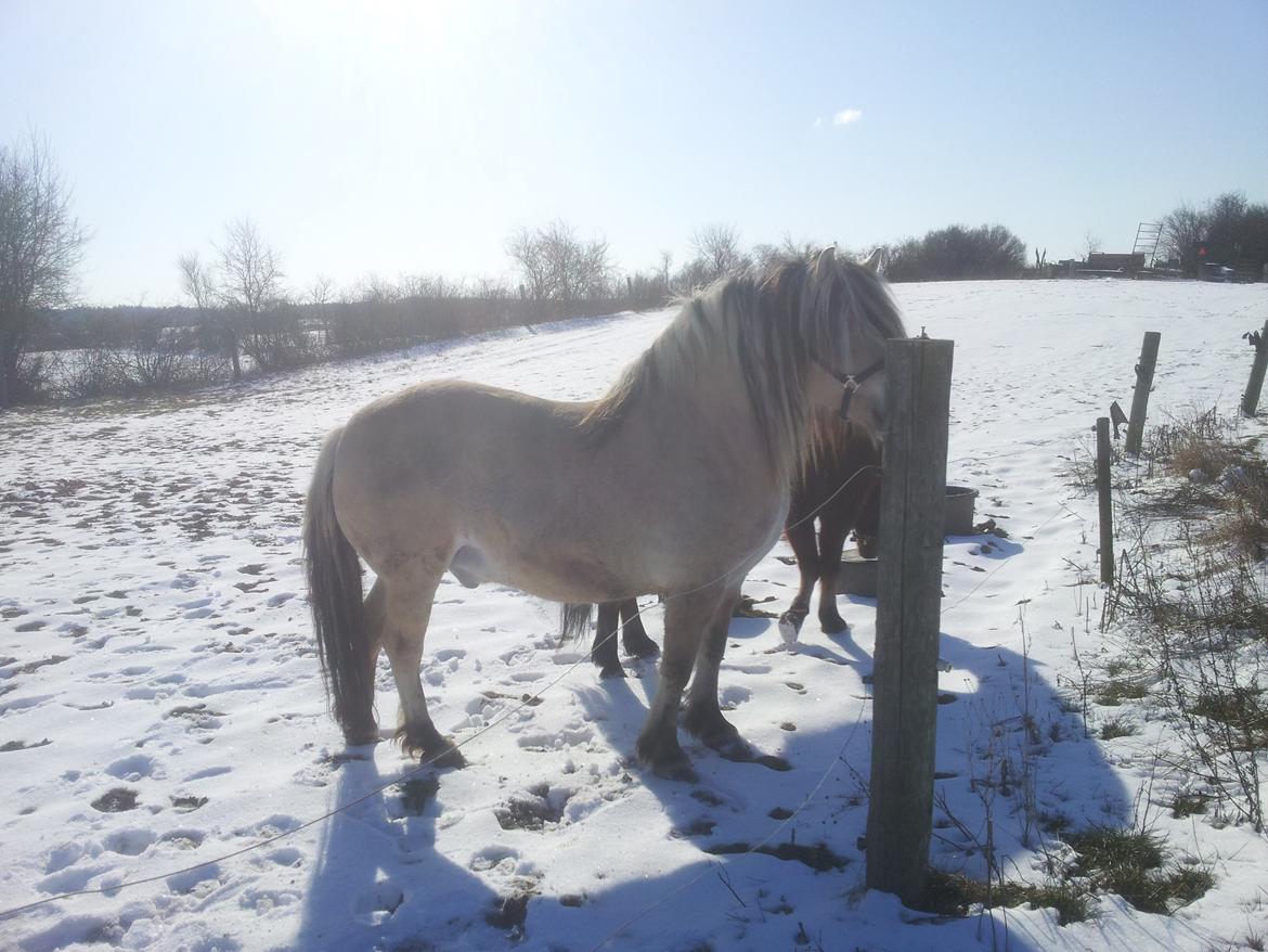 Fjordhest Fairith Kjeldsvang Solgt billede 8