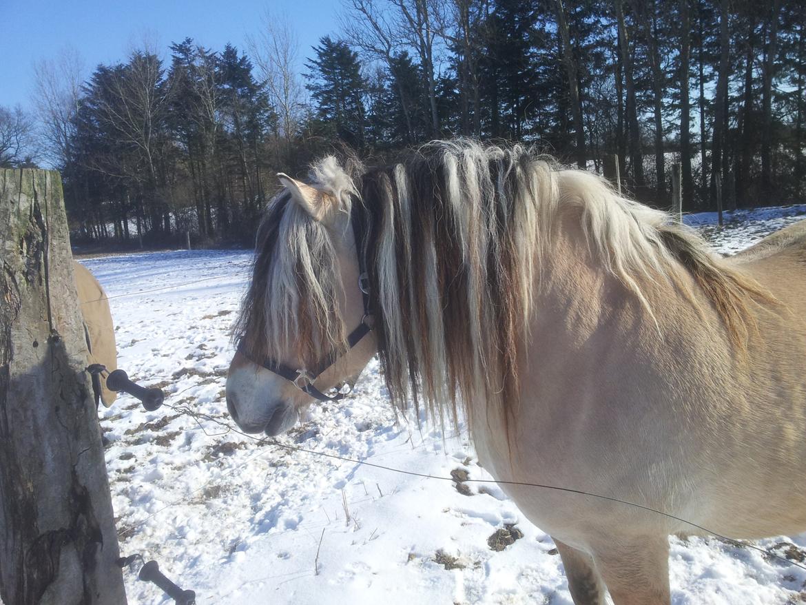 Fjordhest Fairith Kjeldsvang Solgt billede 10