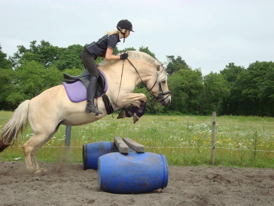 Fjordhest Fanta billede 18