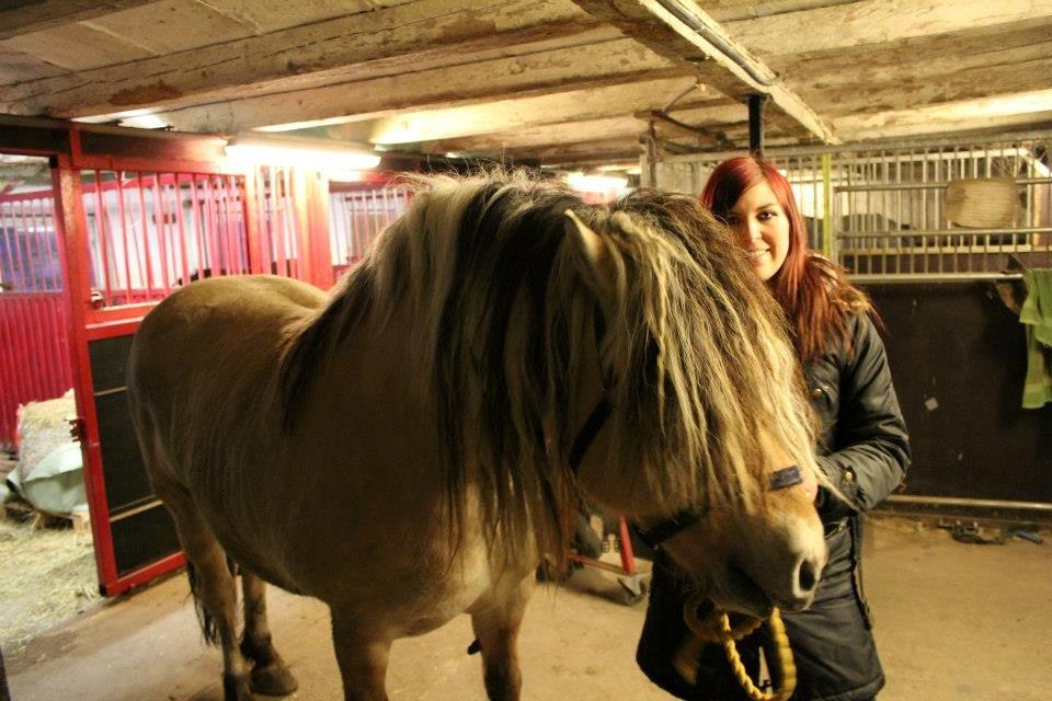 Fjordhest Fairith Kjeldsvang Solgt billede 12